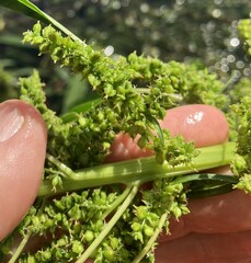 Amaranthus tuberculatus