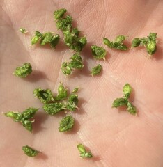 Amaranthus tuberculatus