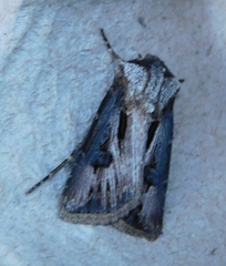 Agrotis venerabilis