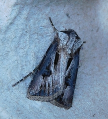 Agrotis venerabilis