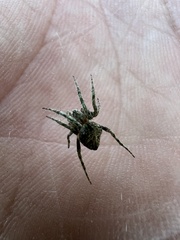 Eustala anastera