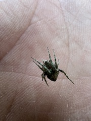 Eustala anastera