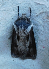 Agrotis venerabilis