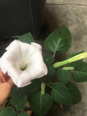 Datura innoxia