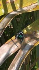 Phidippus regius