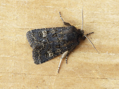 Tholera cespitis
