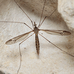 Tipula lateralis