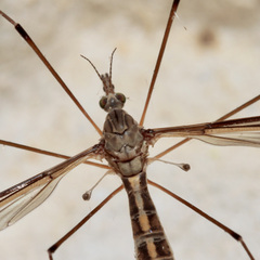 Tipula lateralis