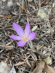 Colchicum lusitanum