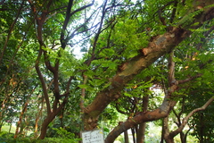 Phyllanthus emblica