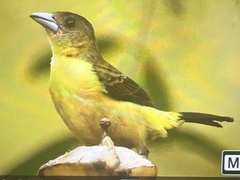 Ramphocelus flammigerus icteronotus