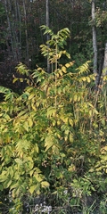 Fraxinus nigra
