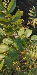 Fraxinus nigra
