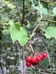 Viburnum opulus