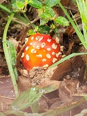 Amanita