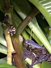 Christinus marmoratus