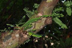 Phyllanthus emblica