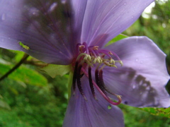 Tibouchina
