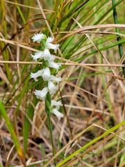 Spiranthes