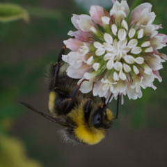 Bombus lucorum