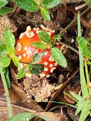 Amanita