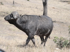 Syncerus caffer caffer