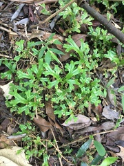 Selaginella doederleinii