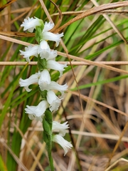 Spiranthes