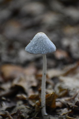 Coprinopsis lagopus