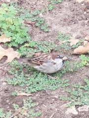 Passer domesticus domesticus
