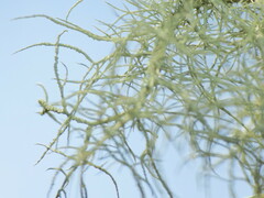Usnea subfloridana