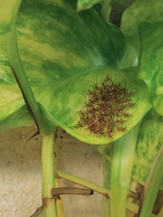 Leptoglossus phyllopus