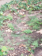 Passer domesticus domesticus