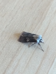Agrotis puta