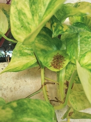Leptoglossus phyllopus