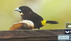 Ramphocelus flammigerus icteronotus