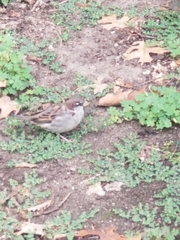 Passer domesticus domesticus