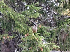 Perisoreus infaustus