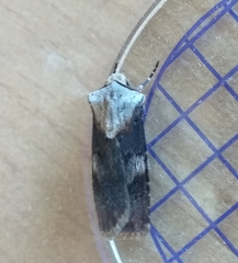 Agrotis puta