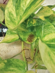 Leptoglossus phyllopus