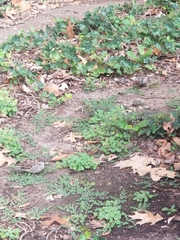 Passer domesticus domesticus