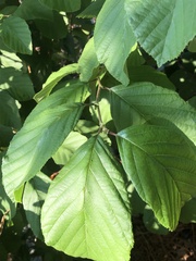 Alnus serrulata