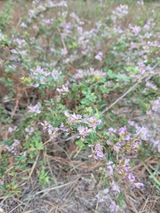 Lespedeza stuevei