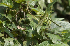 Vigna radiata
