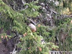 Perisoreus infaustus