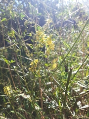 Melilotus officinalis