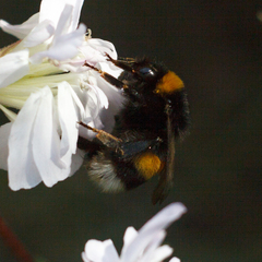 Bombus