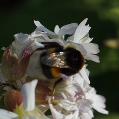 Bombus