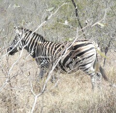 Equus quagga chapmani