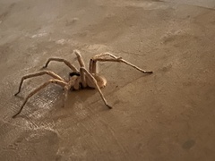 Araneae